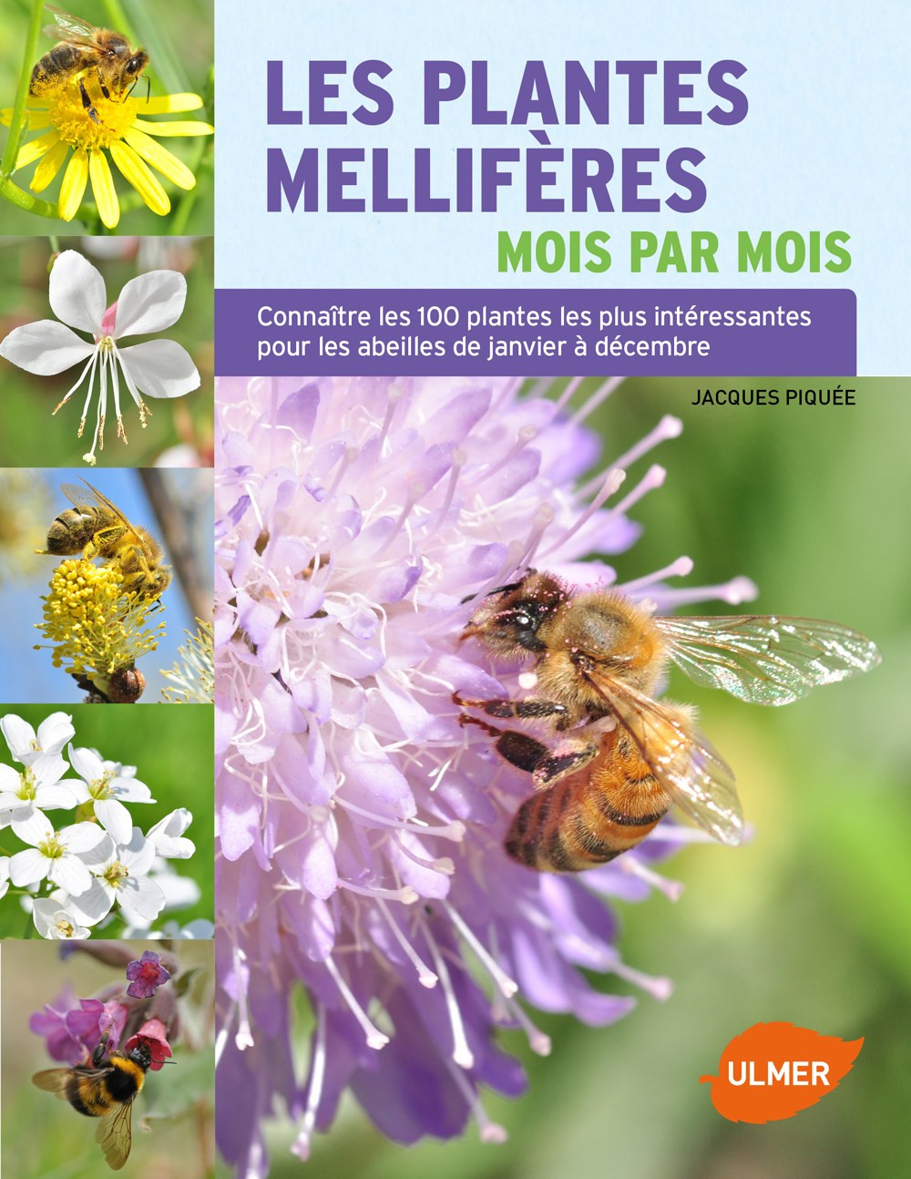 Plantes & fleurs mellifères – Calendrier | Au Bon Miel