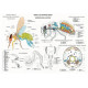 POSTER - ANATOMIE DE L'ABEILLE DOMESTIQUE