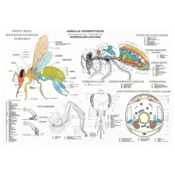 POSTER - ANATOMIE DE L'ABEILLE DOMESTIQUE