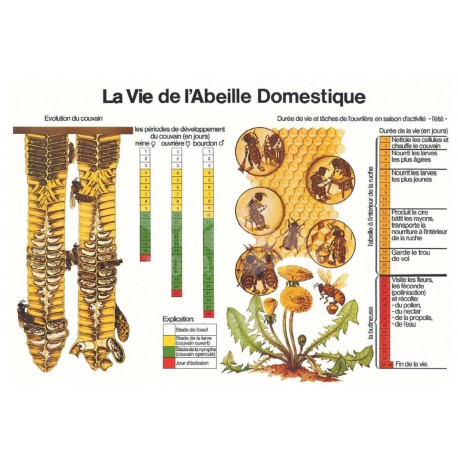 POSTER - LA VIE DE L'ABEILLE DOMESTIQUE