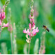 SEMENCES : SAINFOIN (LE SAC DE 5KG)