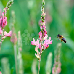 SEMENCES : SAINFOIN (LE SAC DE 5KG)