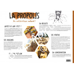 POSTER PEDAGOGIQUE - LA PROPOLIS (600*850 mm)