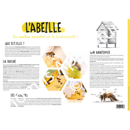 POSTER PEDAGOGIQUE - L'ABEILLE (600*850 mm)