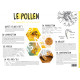 POSTER PEDAGOGIQUE - LE POLLEN (600*850 mm)