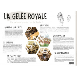 POSTER PEDAGOGIQUE - LA GELEE ROYALE (600*850 mm)