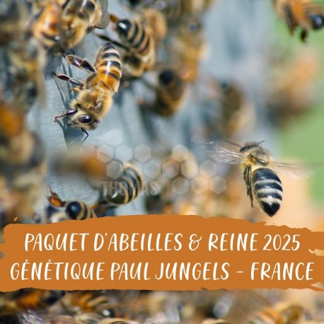 PAQUET ABEILLES & REINE - GENETIQUE JUNGELS - LORRAINE 57