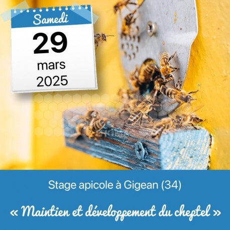 STAGE APICOLE GIGEAN - MAINTIEN ET DEVELOPPEMENT DU CHEPTEL