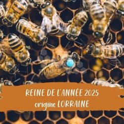 REINE DE L'ANNEE FECONDEE FRANCE GENETIQUE P.JUNGELS