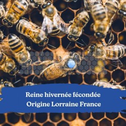 Reine hivernée fécondée - Origine Lorraine France - Retrait 57