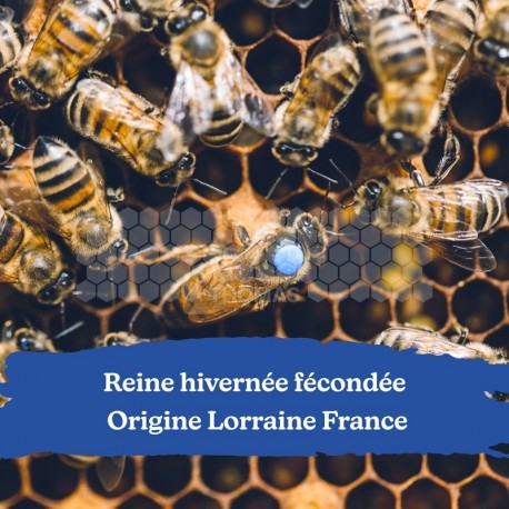 Reine hivernée fécondée - Origine Lorraine France - Retrait 57