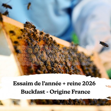 Essaim de l'année + reine Buckfast Origine Vendée France - Retrait 45