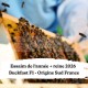 Essaim de l'année + reine Buckfast F1 Origine Sud France - Retrait 34