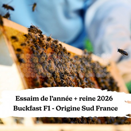 Essaim de l'année + reine Buckfast F1 Origine Sud France - Retrait 34