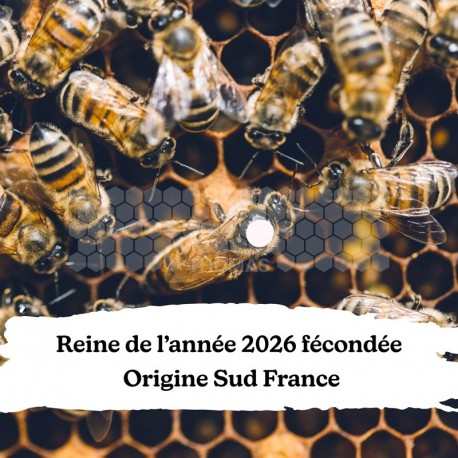 Reine de l'année 2026 fécondée - Origine Sud France - Retrait 45