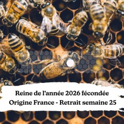 Reine de l'année 2026 Buckfast fécondée - Origine France - Retrait 45