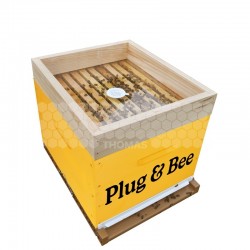 Pack essaim + reine enruchés Plug & Bee - Origine France - Retrait 44