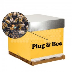 Pack essaim + reine enruchés Plug & Bee - Origine France - Retrait 44