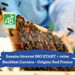 Essaim hiverné BIO Start reine Buckfast Carnica Sud France Retrait 34