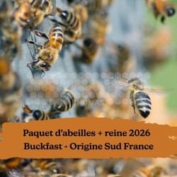 Paquet d'abeilles + reine Buckfast - Origine Sud France - Retrait 44