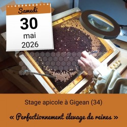 STAGE APICOLE GIGEAN - PERFECTIONNEMENT ELEVAGE DE REINES