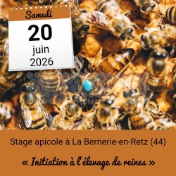 STAGE APICOLE PORNIC - L'ELEVAGE