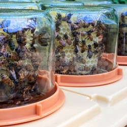 Plateau de récolte miel en rayon pour 12 pots verre (pot Ø max 90 mm)