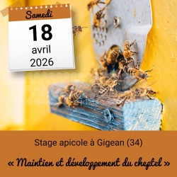 STAGE APICOLE GIGEAN - MAINTIEN ET DEVELOPPEMENT DU CHEPTEL