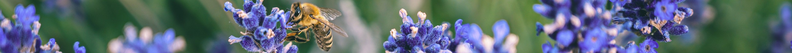 Apifolies Thomas Apiculture