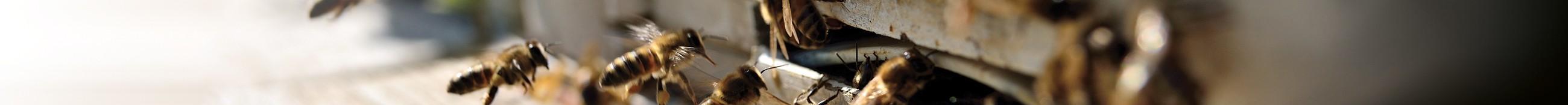Essaims, reines, paquet d'abeilles - Creutzwald (57)