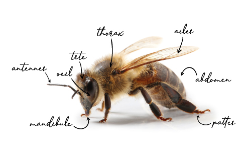 Anatomie abeille_Plan de travail 1.png