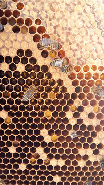 Abeille butinant une fleur
