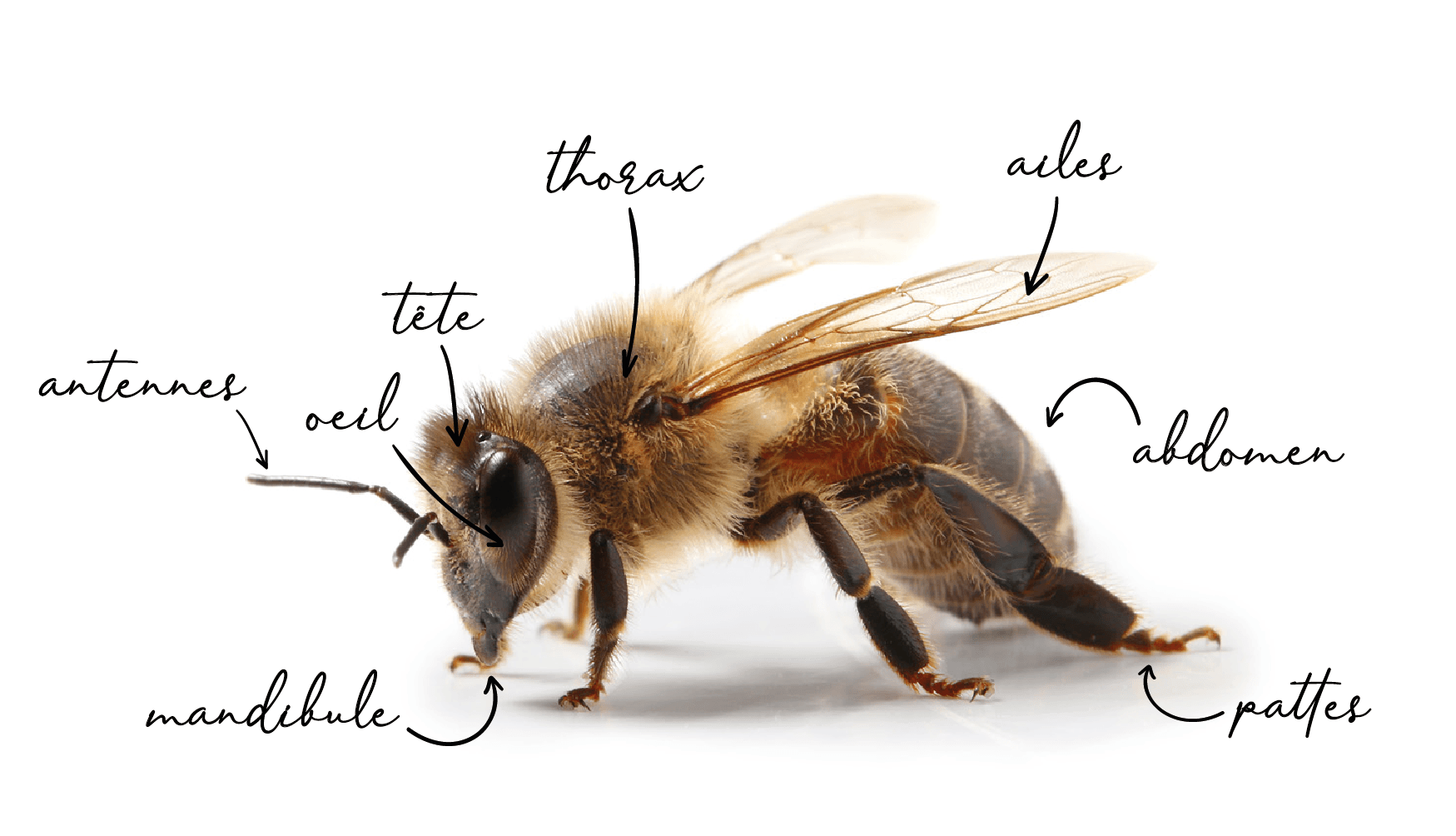 Anatomie abeille_Plan de travail 1.png